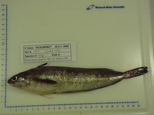 Spotted Hake