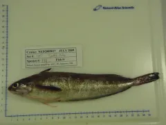 Spotted Hake thumbnail 1