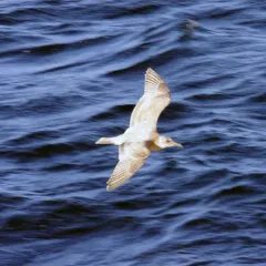 Glaucous-winged Gull thumbnail 3