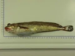 White Hake thumbnail 2