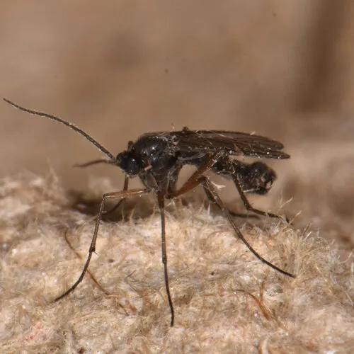 Sciara humeralis