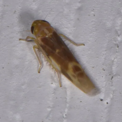 Matsumurasca convergens