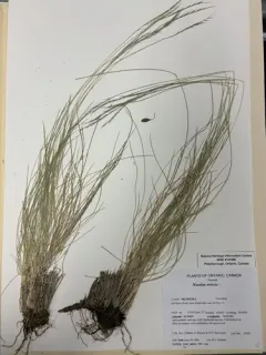 Matgrass thumbnail 3