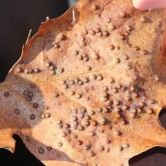 Jumping Gall Wasp thumbnail 1
