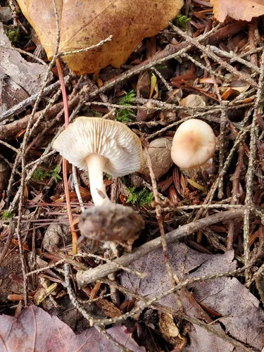 Rhodocollybia lentinoides