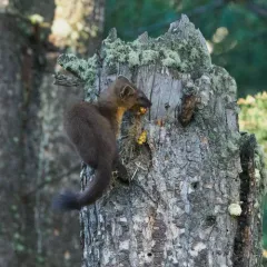 Pacific Marten thumbnail 4