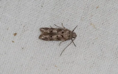 Pine Bud Moth