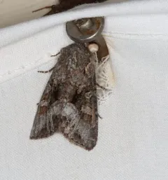 Papestra quadrata thumbnail 2