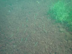 Northern Sennet thumbnail 2
