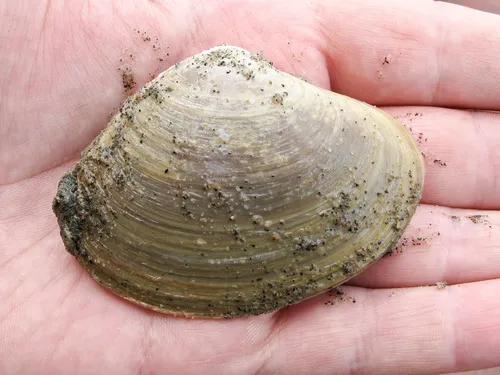 Arctic Surfclam