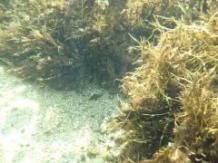 Snowy Grouper thumbnail 3