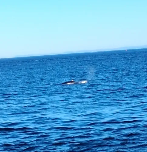 Common Minke Whale
