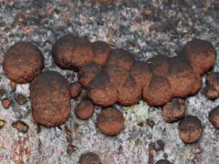 Beech Woodwart thumbnail 5