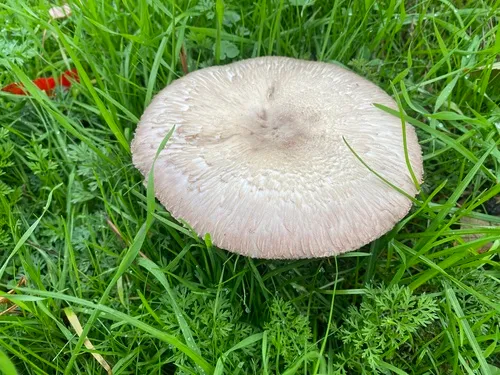 California Agaricus