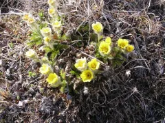Glacier Avens thumbnail 2