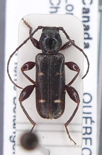 Phymatodes varius