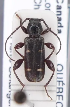 Phymatodes varius thumbnail 1