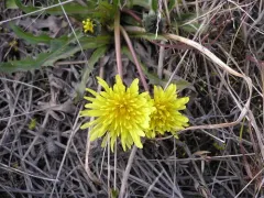 Taraxacum hyparcticum thumbnail 2
