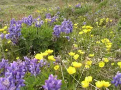Turner's Buttercup thumbnail 4