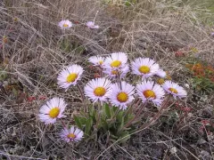 Porsild's fleabane thumbnail 3