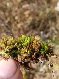 Pohlia bulbifera thumbnail 2