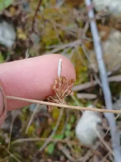 Streaked Coleophora Moth thumbnail 2