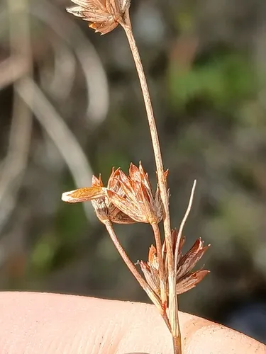 Coleophora sexdentatella