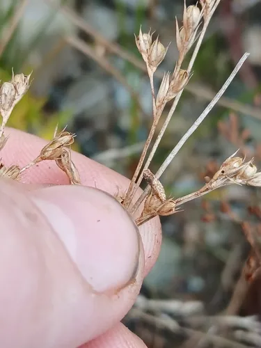 Coleophora latronella