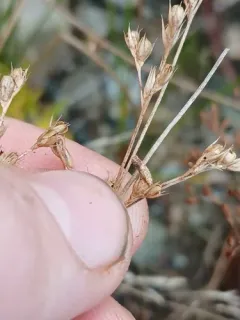 Coleophora latronella thumbnail 1