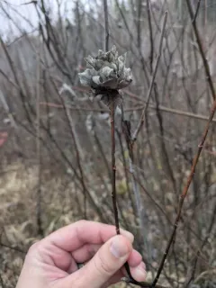 Rabdophaga saliciscoryloides thumbnail 3