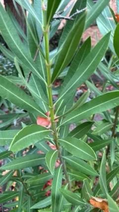 oleander thumbnail 2
