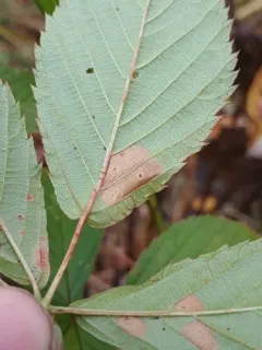 Coleophora cretaticostella thumbnail 2