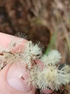 Coleophora bidens thumbnail 1