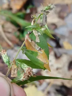 Coleophora granifera thumbnail 2