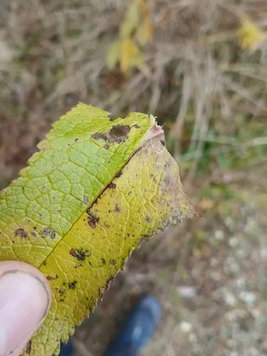 Bucculatrix eupatoriella