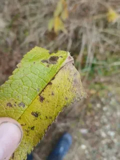 Bucculatrix eupatoriella thumbnail 1