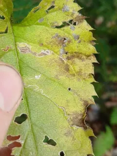 Bucculatrix sexnotata thumbnail 1