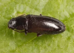 Sphalma quadricollis thumbnail 4