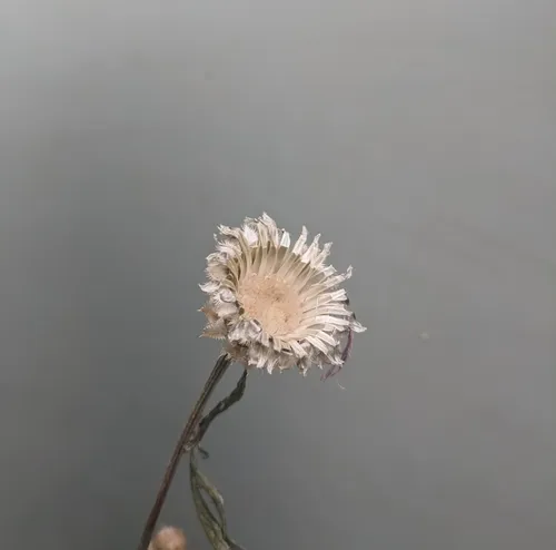 Persian knapweed