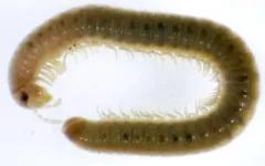 Cylindroiulus latestriatus thumbnail 2