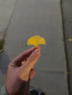 ginkgo thumbnail 3