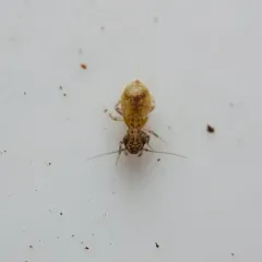 Pteroxanium kelloggi thumbnail 2