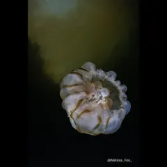 Northern Sea Nettle thumbnail 2