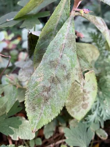 Podosphaera balsaminae
