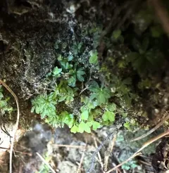 Crispate Smoothcap thumbnail 1