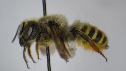 Megachile mellitarsis