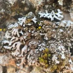 Crescent Frost Lichen thumbnail 2