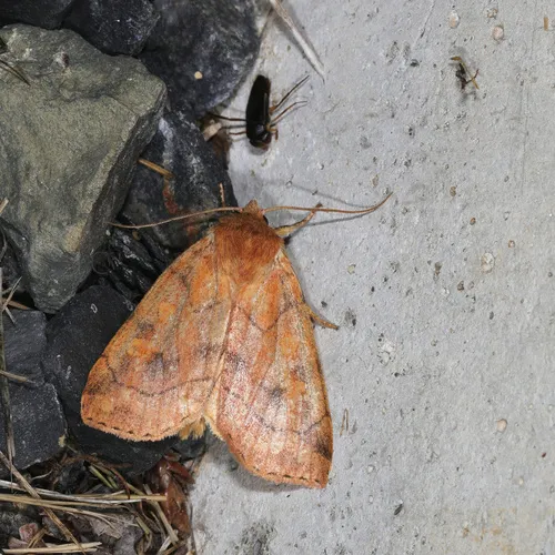 Aspen Twoleaf Tier Moth