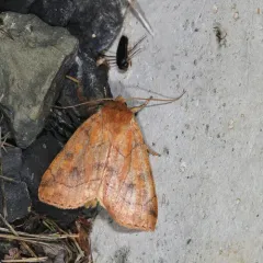 Aspen Twoleaf Tier Moth thumbnail 1