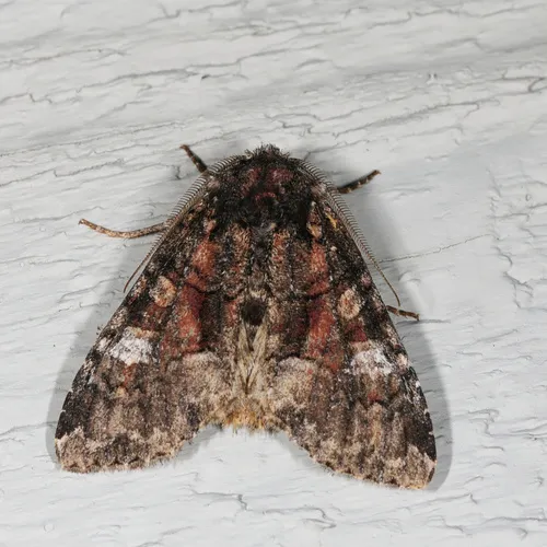 Wandering Brocade Moth
